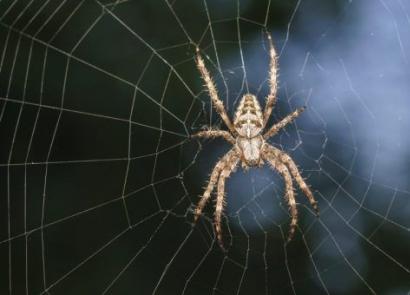 Повреда от паяк или паяжина Повреда до смърт на паяк с мрежа