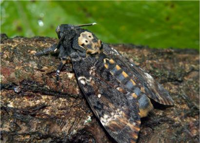 Schmetterling „Totenkopf“: Mythen, Legenden und interessante Fakten