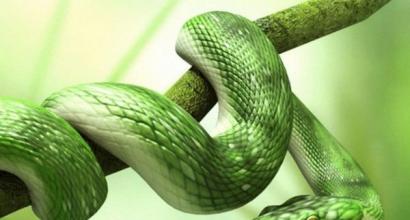 Traumdeutung: Warum die Schlange träumt, die Schlange in einem Traum zu sehen, was bedeutet