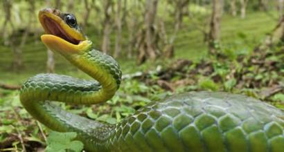 Ինչու է կինը երազում օձի խայթոցի մասին: